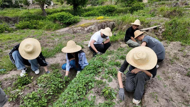 同学们在地头除草。