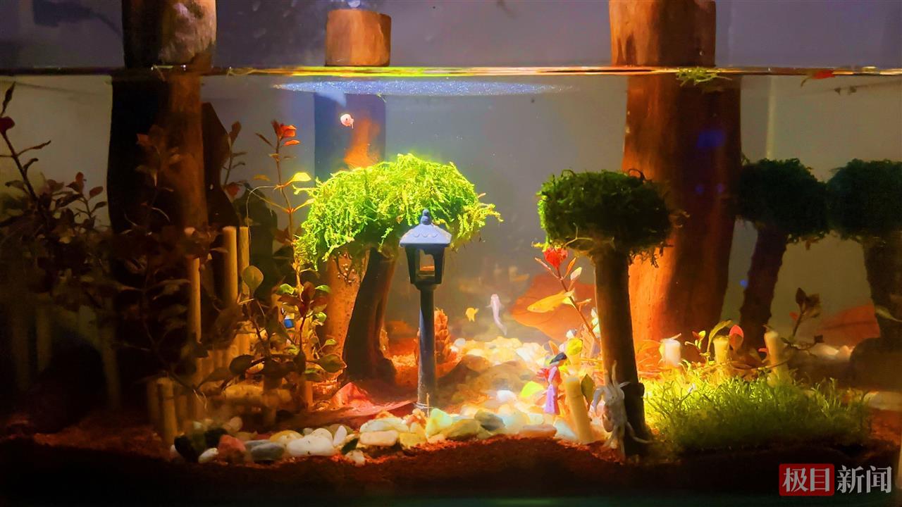 学生制作的水族箱造景大赛优秀作品.jpg 学生制作的水族箱造景大赛优秀作品.jpg